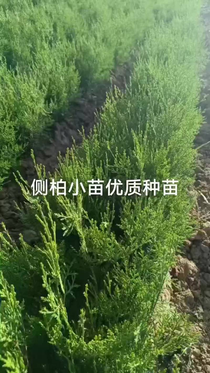 出售优质葡萄种苗还有1000多了棵，一年侧柏子播小苗数量