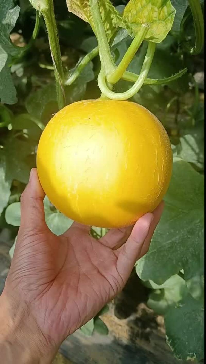 伊丽莎白