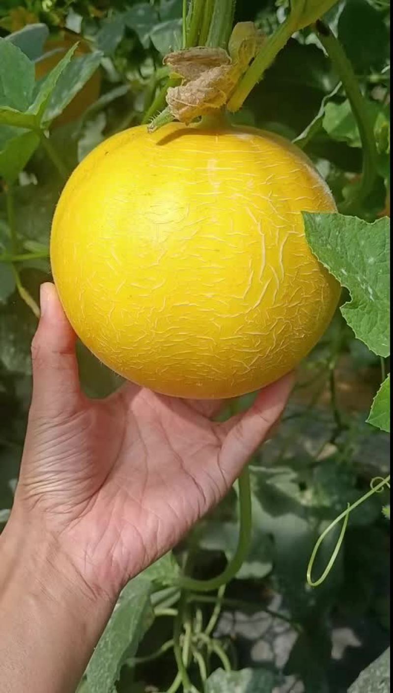 伊丽莎白