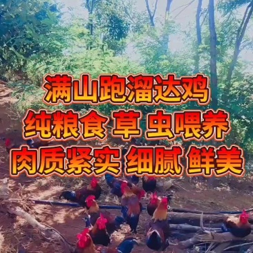 辽宁溜达鸡