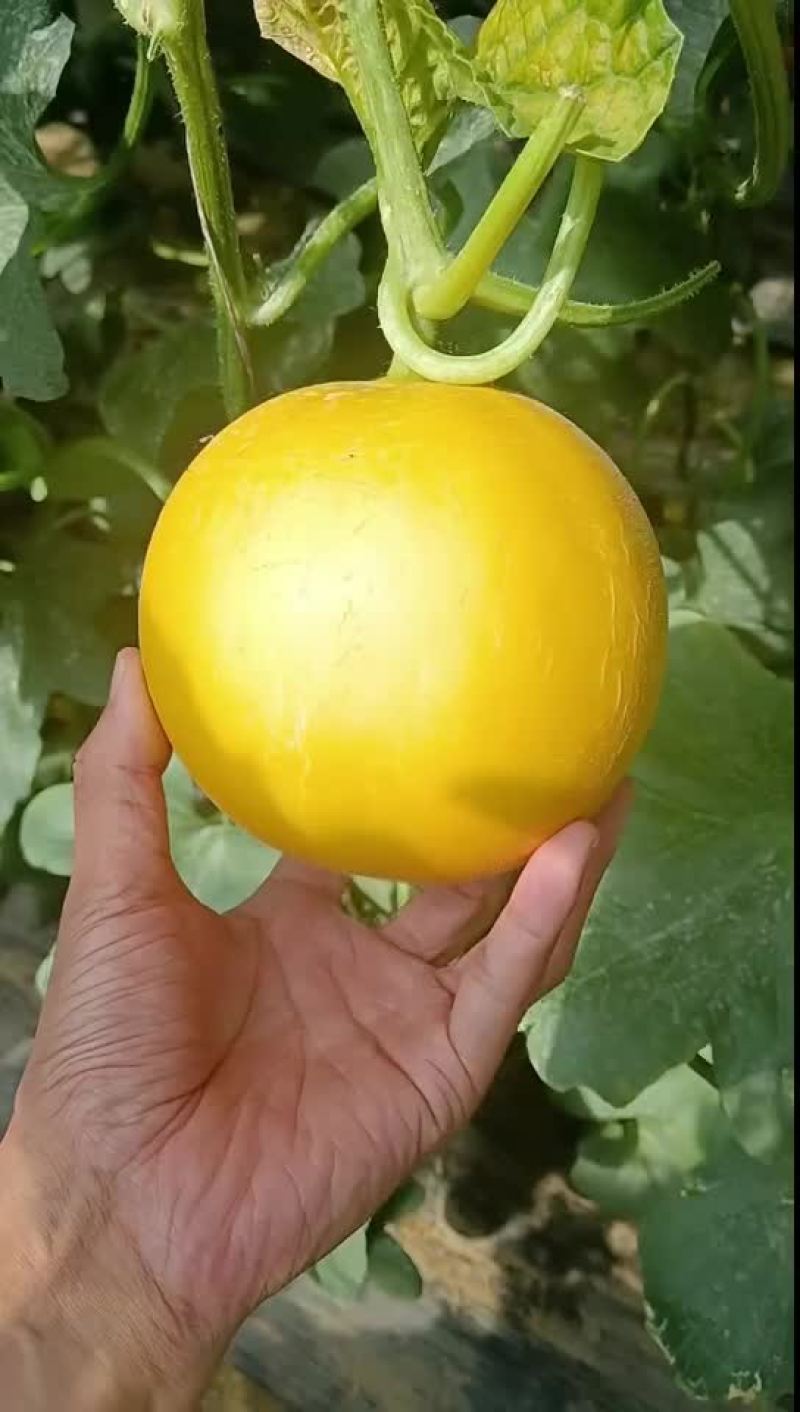 伊丽莎白