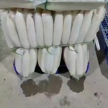 白萝卜大量上市