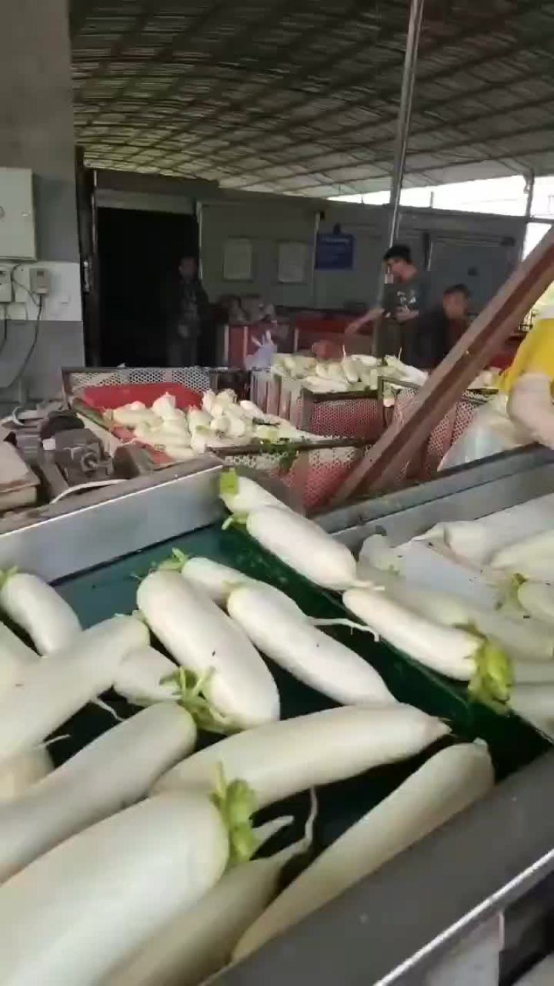 白萝卜大量上市