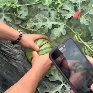 嘉秀口口脆