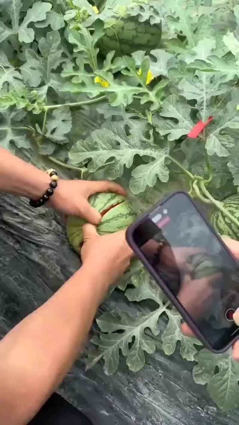 嘉秀口口脆