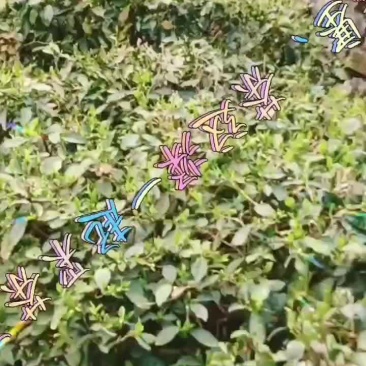 原生态绿茶吃一片让你忘不了家的味道
