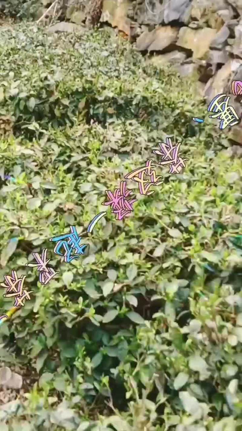原生态绿茶吃一片让你忘不了家的味道
