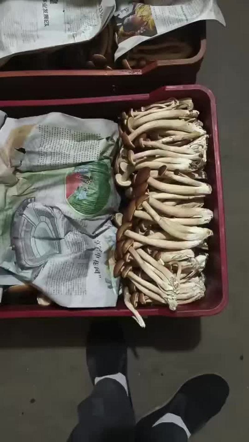 古田茶树菇