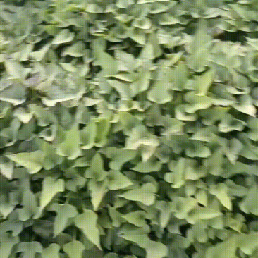 红薯苗