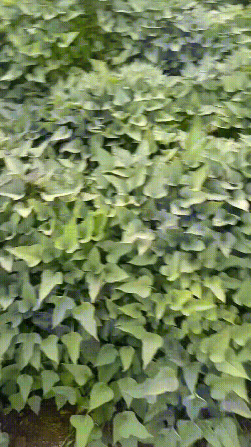红薯苗