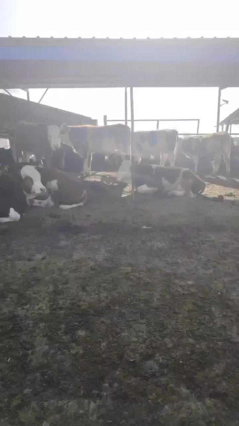 小母牛小公牛，老片，对对牛