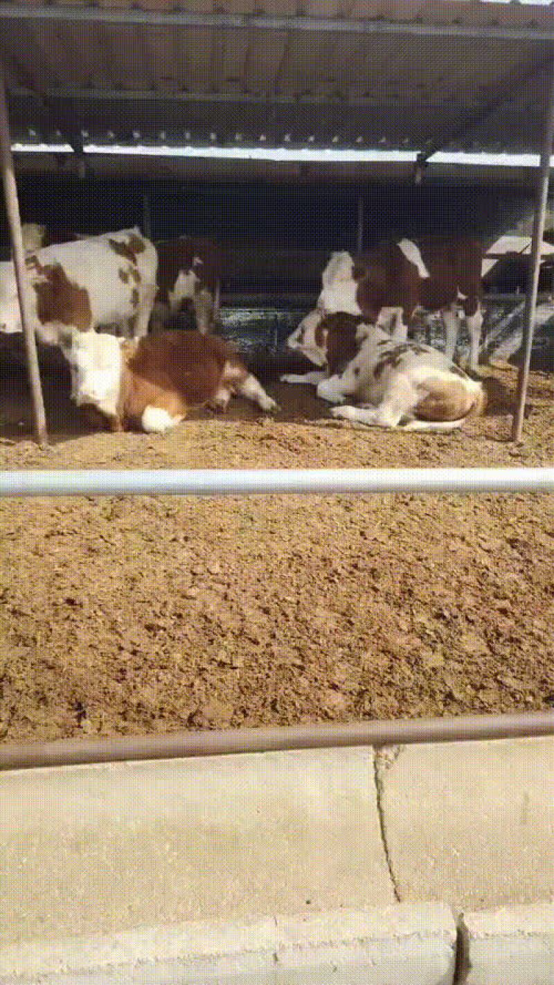小母牛小公牛，老片，对对牛