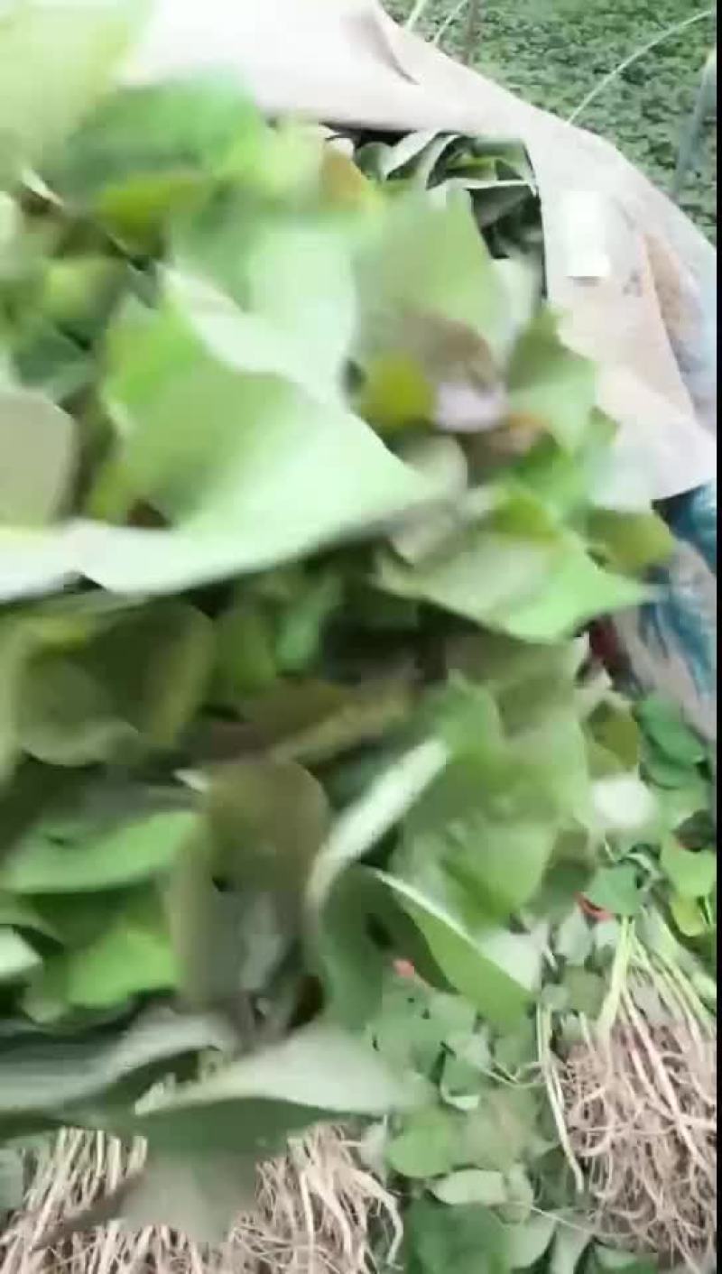 廊坊广阳区西瓜红红薯苗/红薯育苗基地/苗粗苗壮