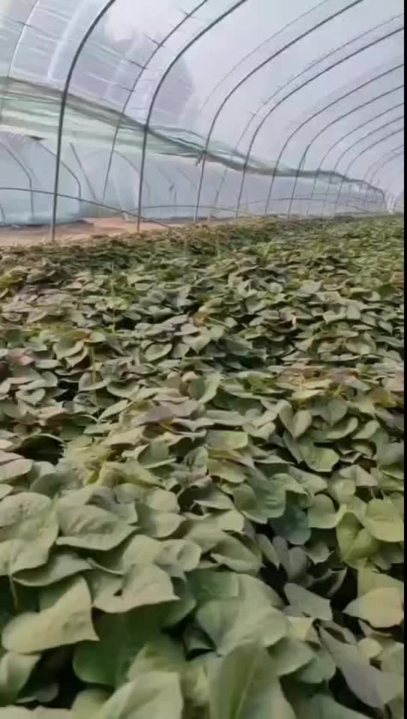 廊坊广阳区西瓜红红薯苗/红薯育苗基地/苗粗苗壮