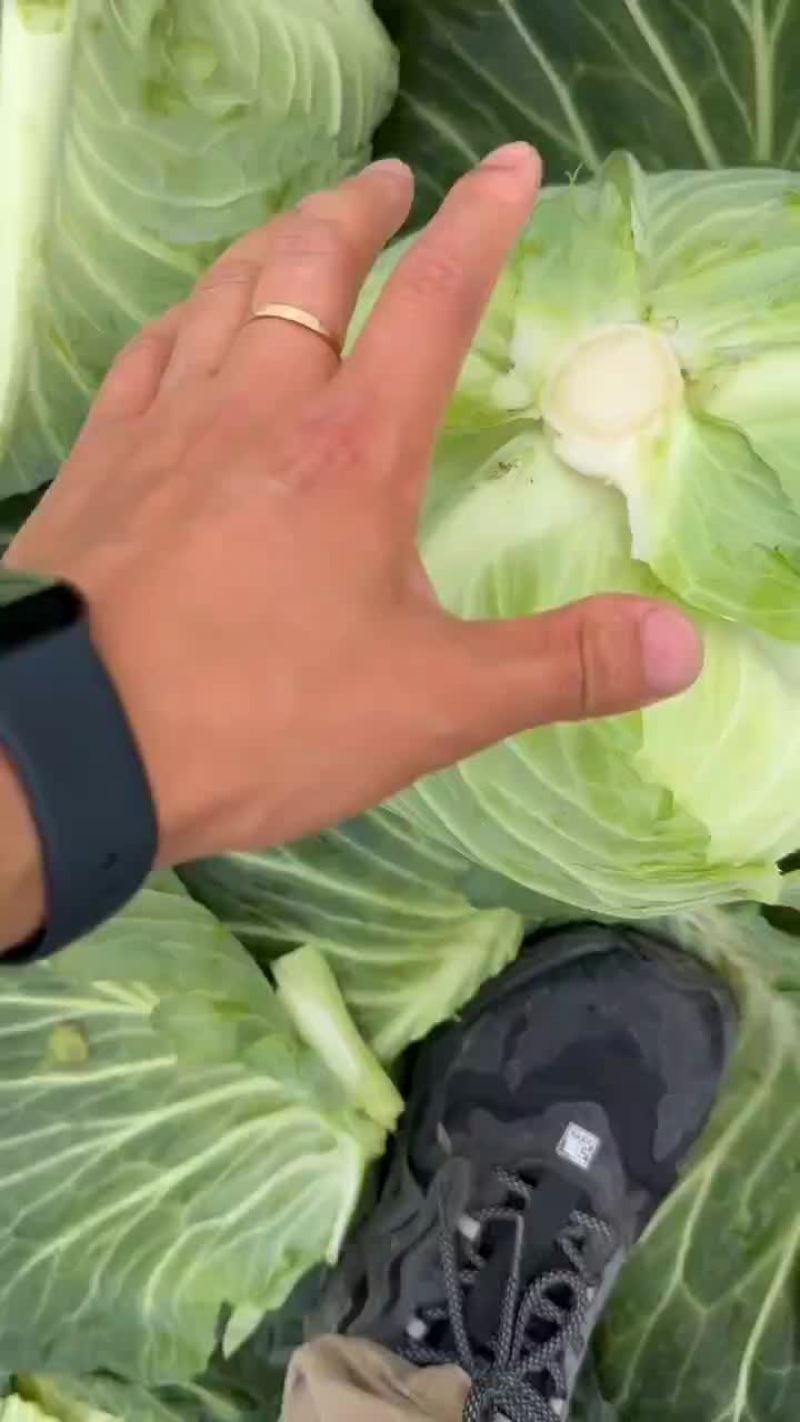 精品包菜