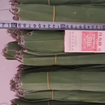 安徽新叶三指左右六十五公分左右