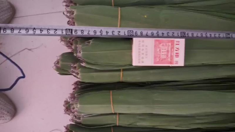 安徽新叶三指左右六十五公分左右