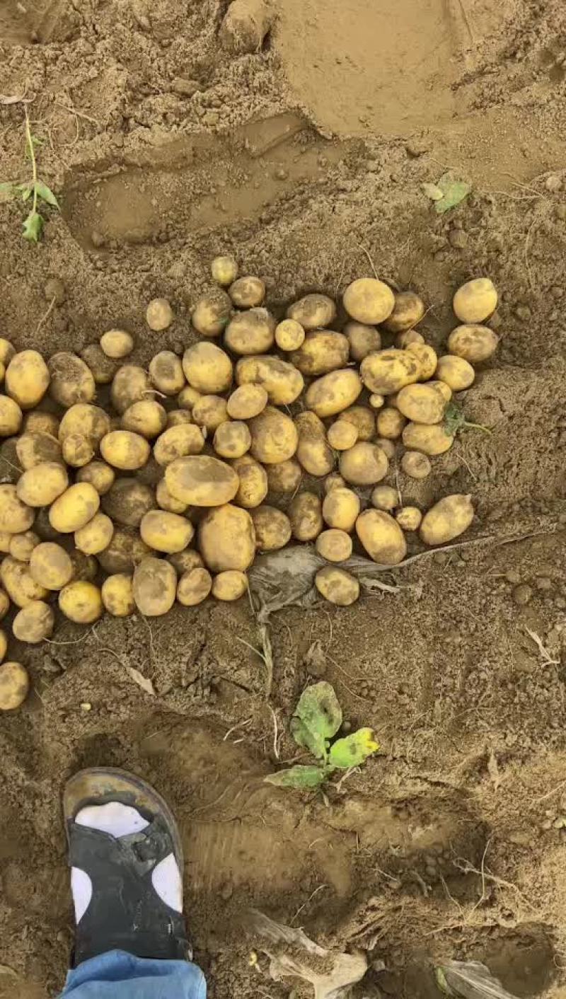 湖北天门土豆大量上市