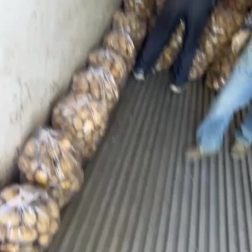 湖北天门土豆大量上市