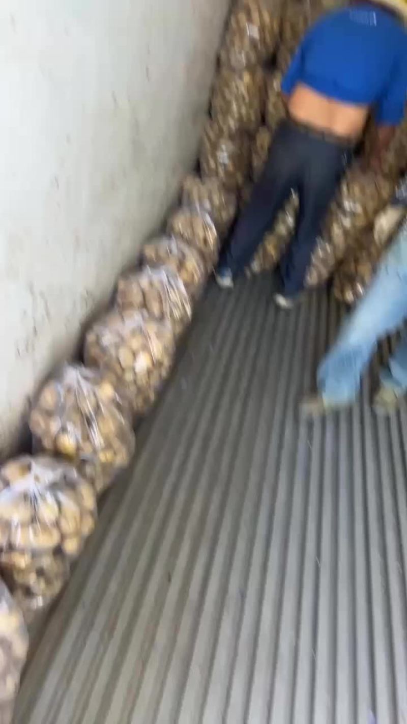 湖北天门土豆大量上市
