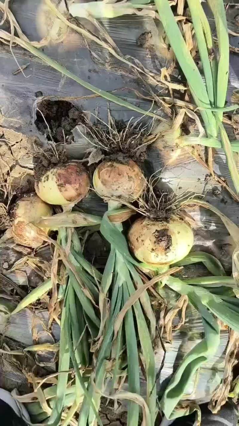 河南万亩黄皮洋葱