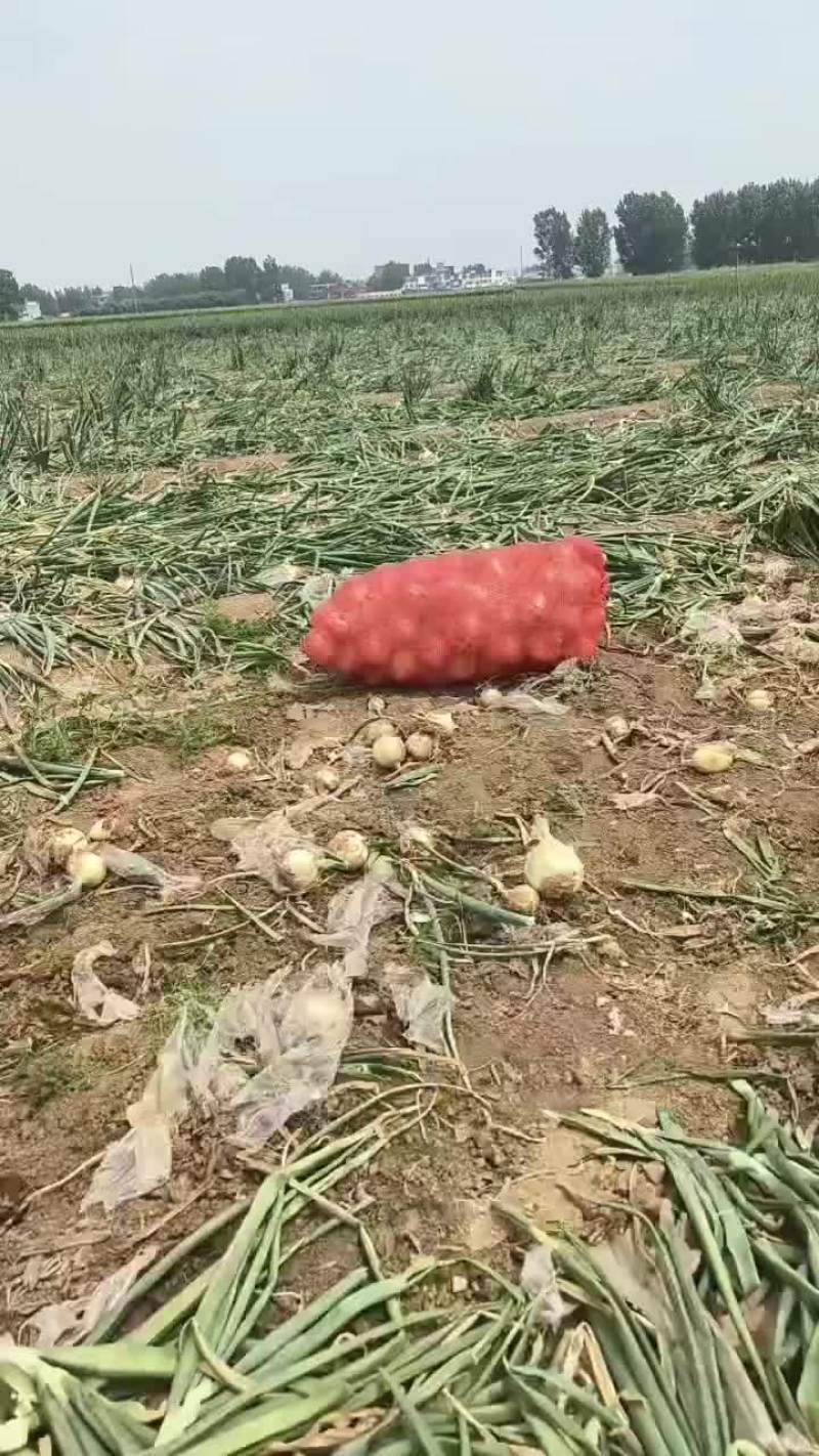 河南万亩黄皮洋葱