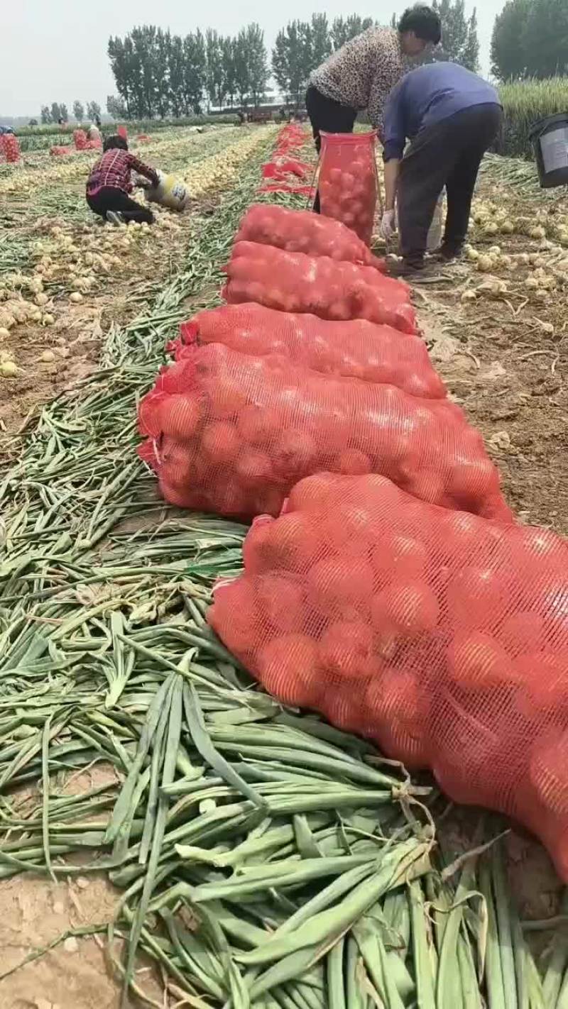 河南万亩黄皮洋葱