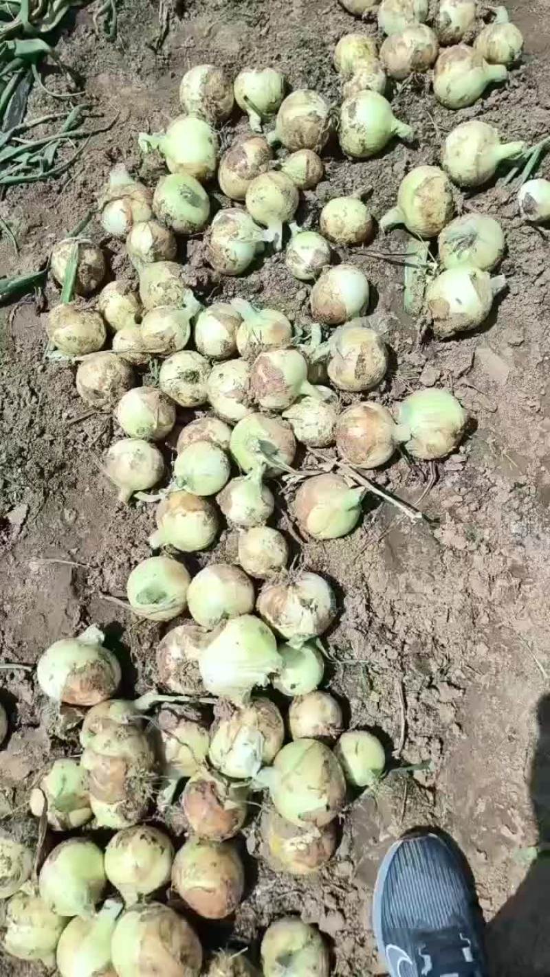 河南万亩黄皮洋葱