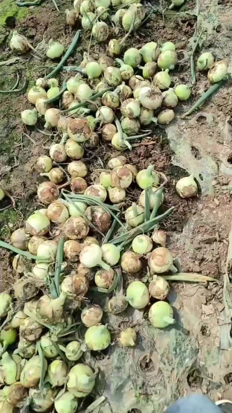 河南万亩黄皮洋葱