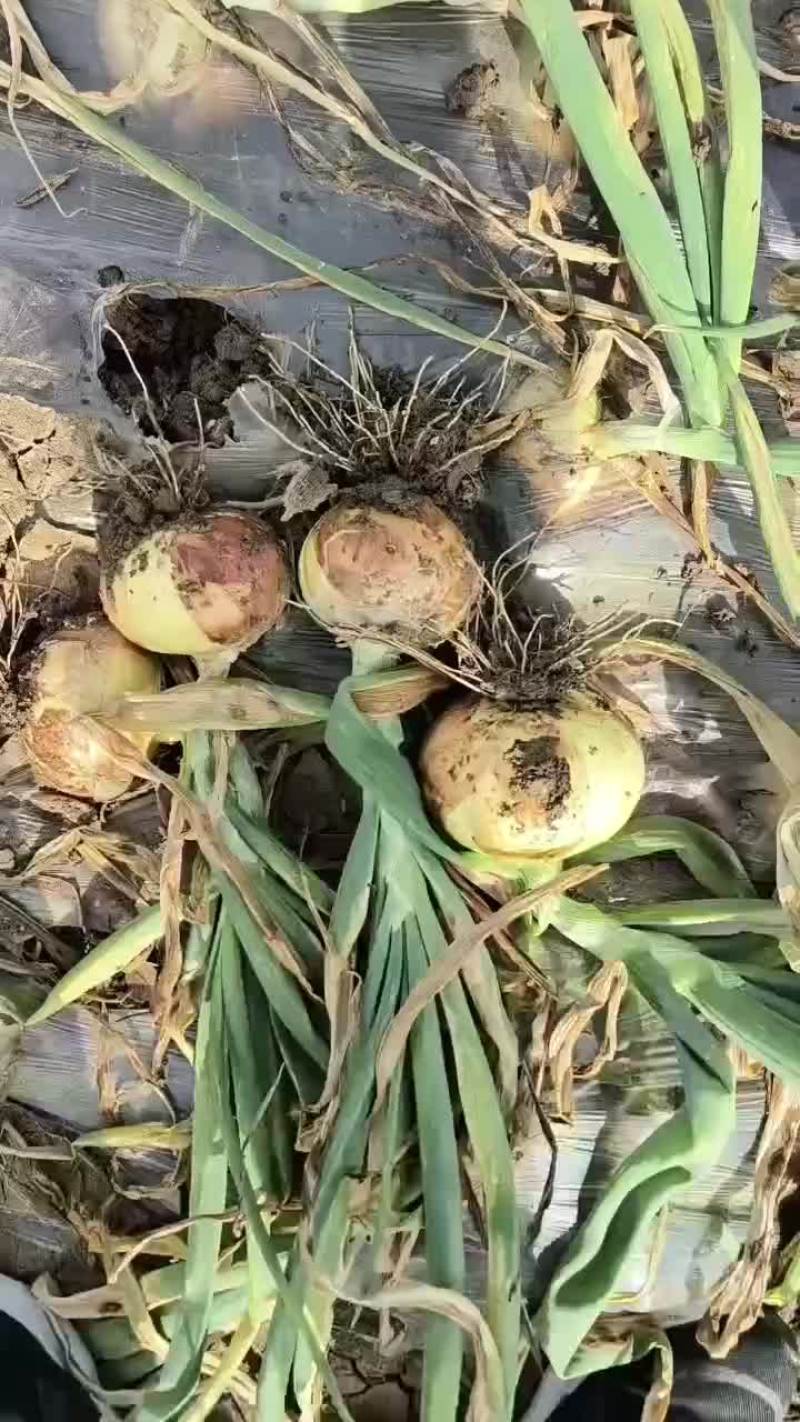 河南万亩黄皮洋葱