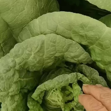 甘肃张掖大娃娃菜大量上市中，现以半毛菜过磅为主代装散装。