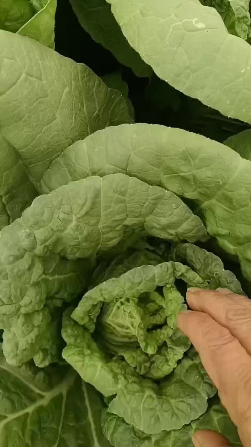 甘肃张掖大娃娃菜大量上市中，现以半毛菜过磅为主代装散装。