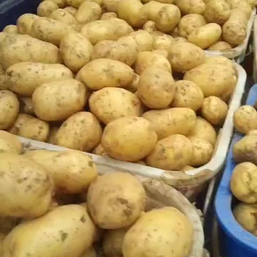 黄心土豆大量有货