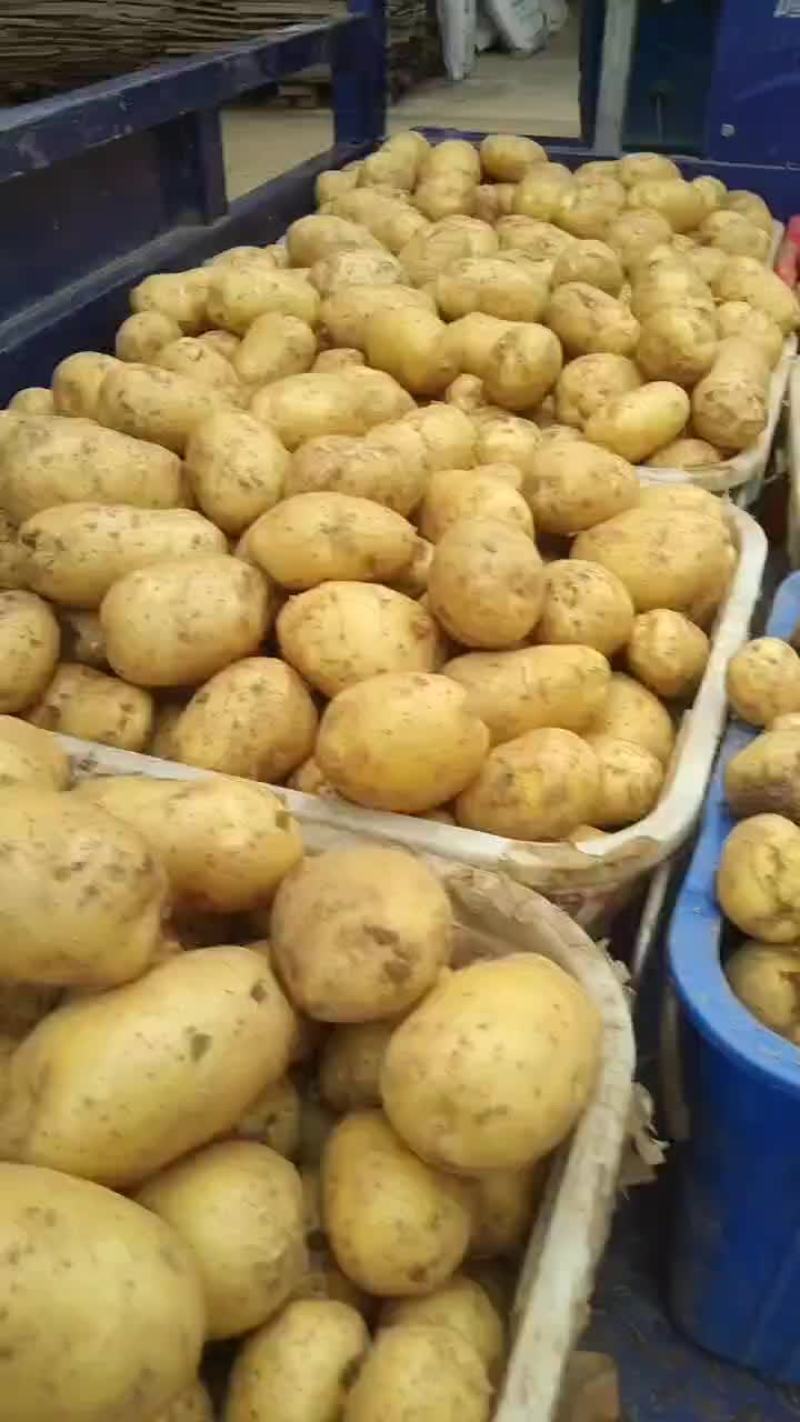 黄心土豆大量有货