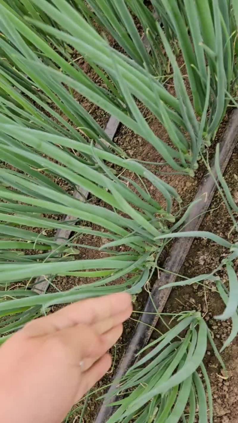 香葱