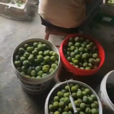 正宗六马原产地青脆李大量上市，一手货源，支持全国一件代发