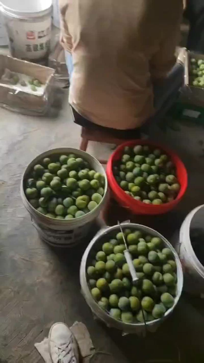 正宗六马原产地青脆李大量上市，一手货源，支持全国一件代发