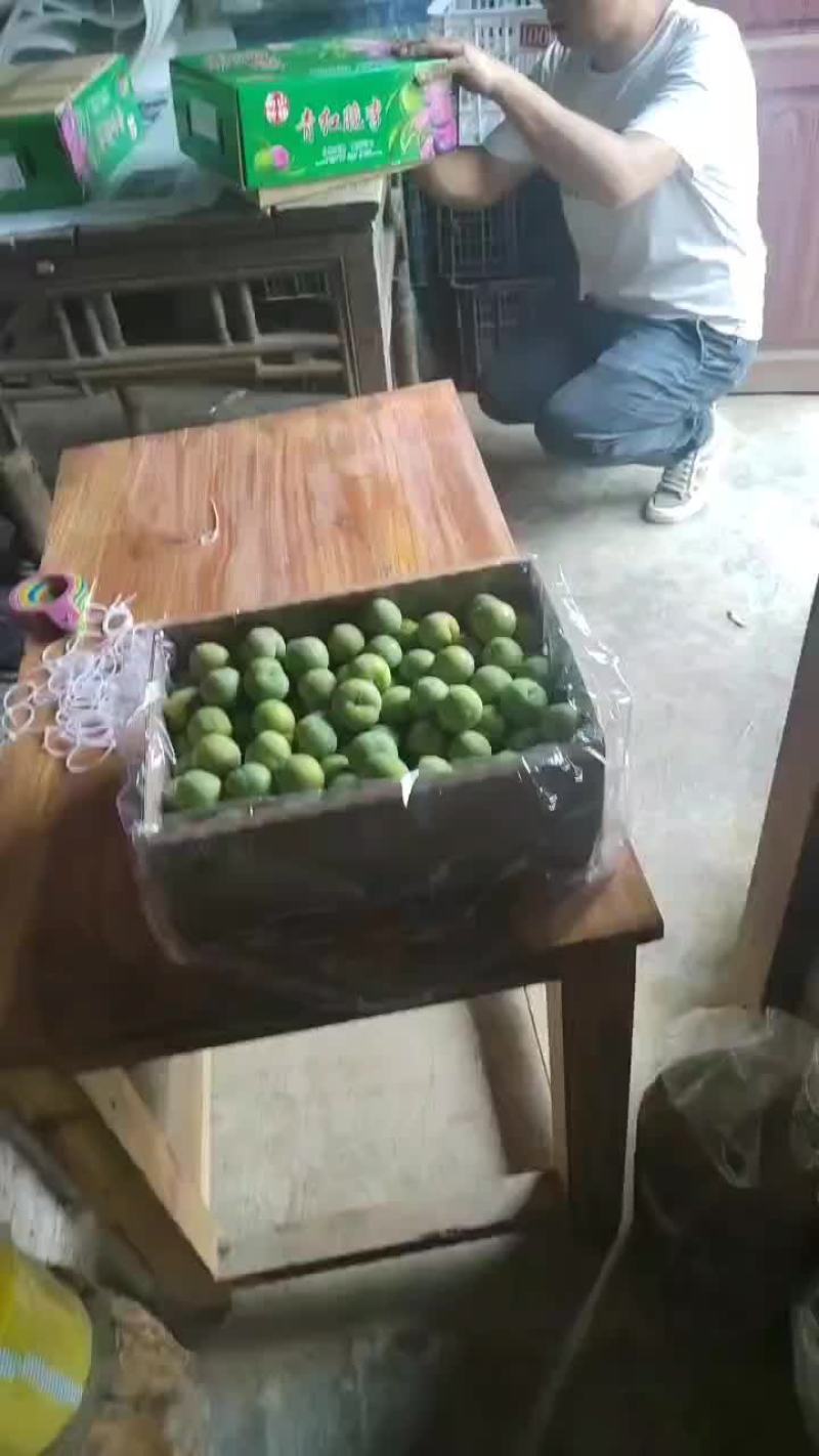 正宗六马原产地青脆李大量上市，一手货源，支持全国一件代发