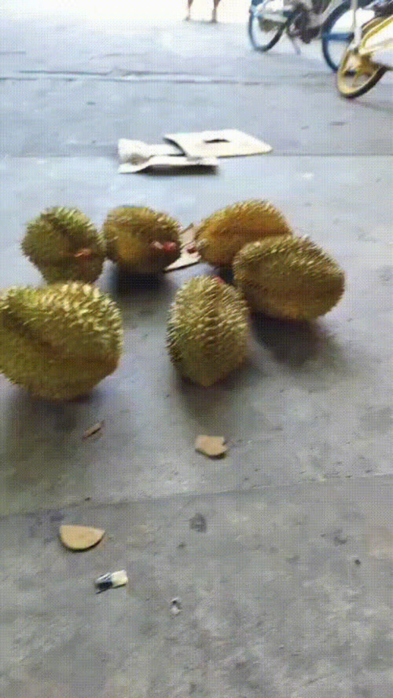 榴莲