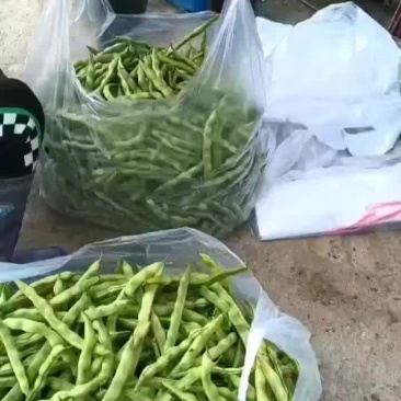 肉豆
