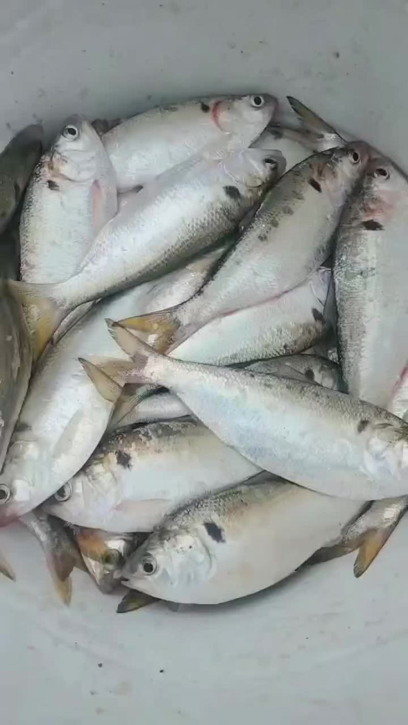 黄鱼花鰶斑鰶海鲫鱼吉八鱼