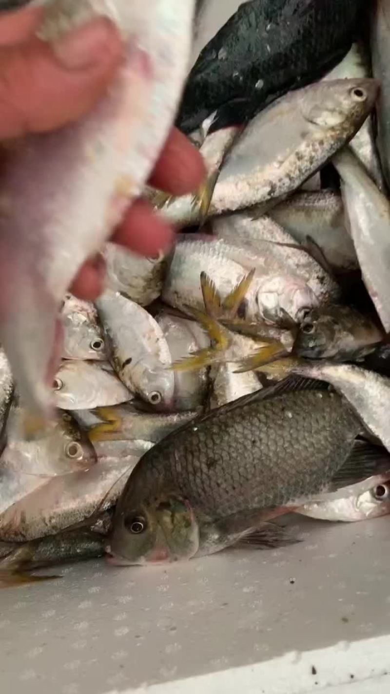 黄鱼花鰶斑鰶海鲫鱼吉八鱼