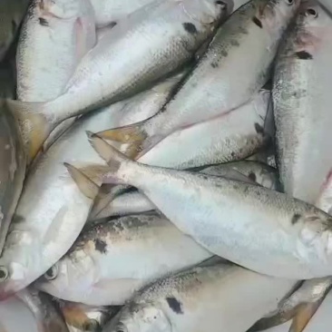 黄鱼花鰶斑鰶海鲫鱼吉八鱼