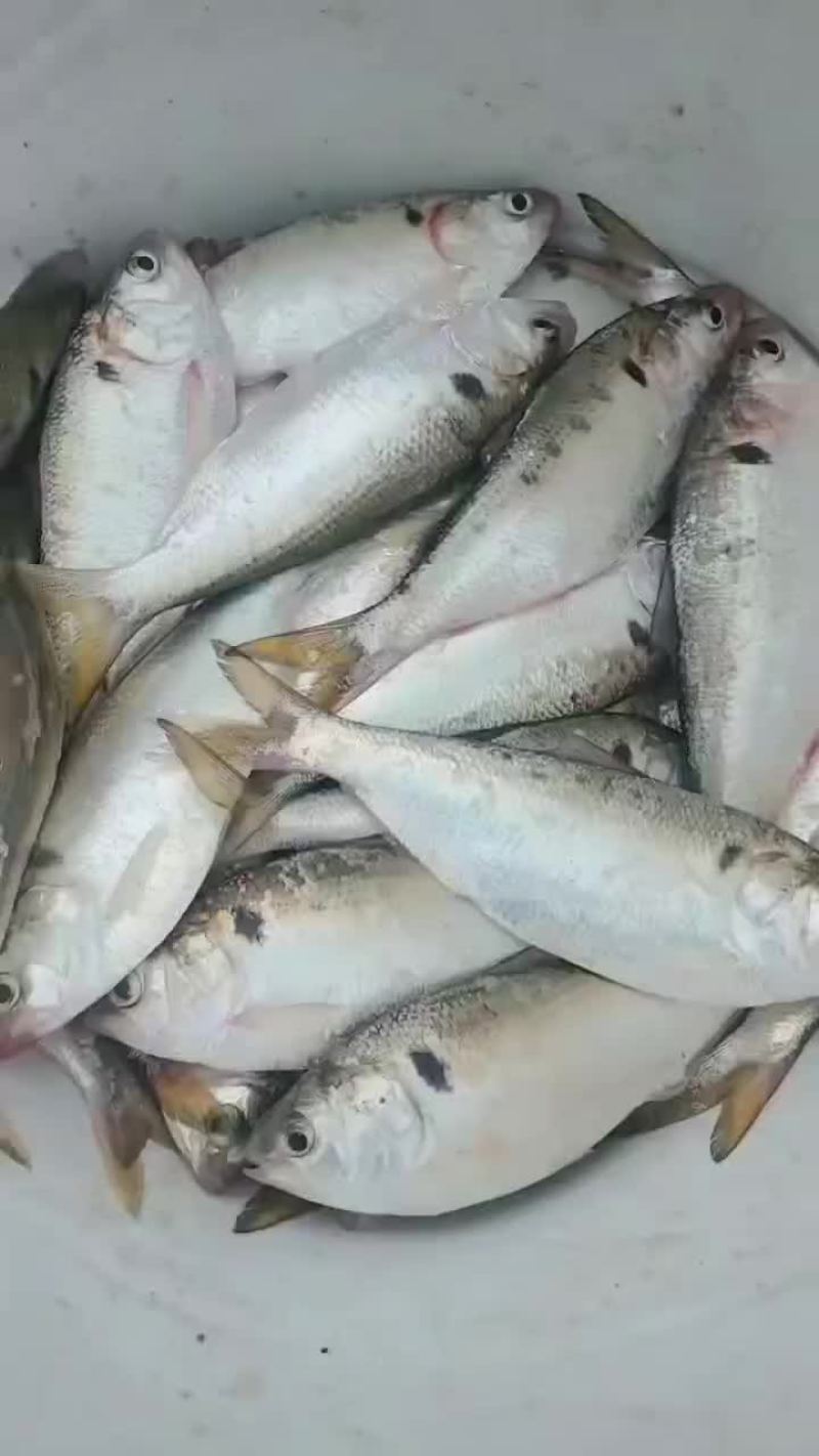 黄鱼花鰶斑鰶海鲫鱼吉八鱼