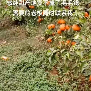 青建产地滞销口感纯甜无酸价格毛毛钱需要的老板随时联系我