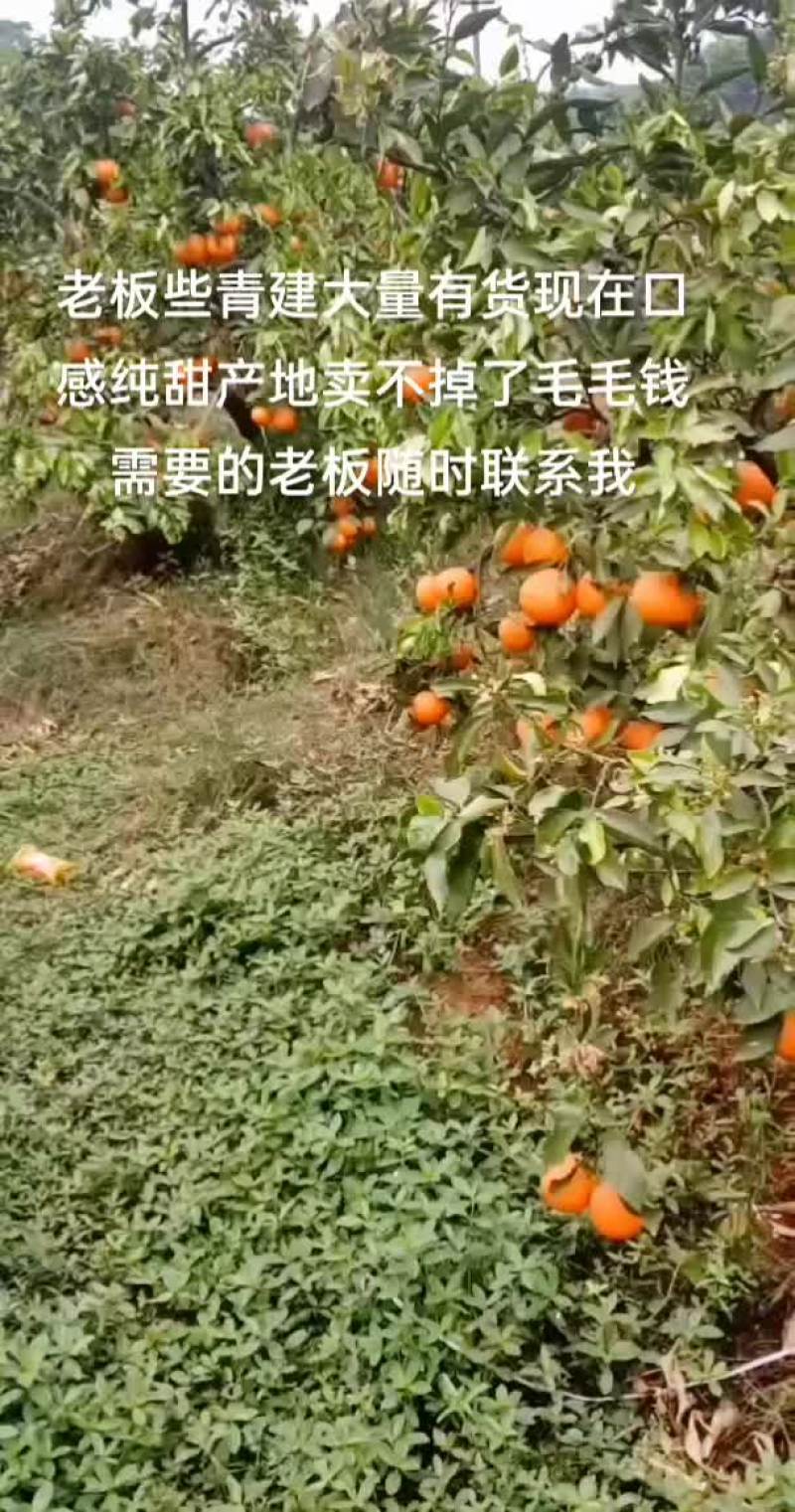 青建产地滞销口感纯甜无酸价格毛毛钱需要的老板随时联系我