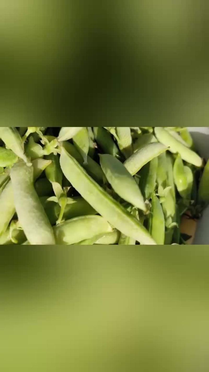 老碗豆