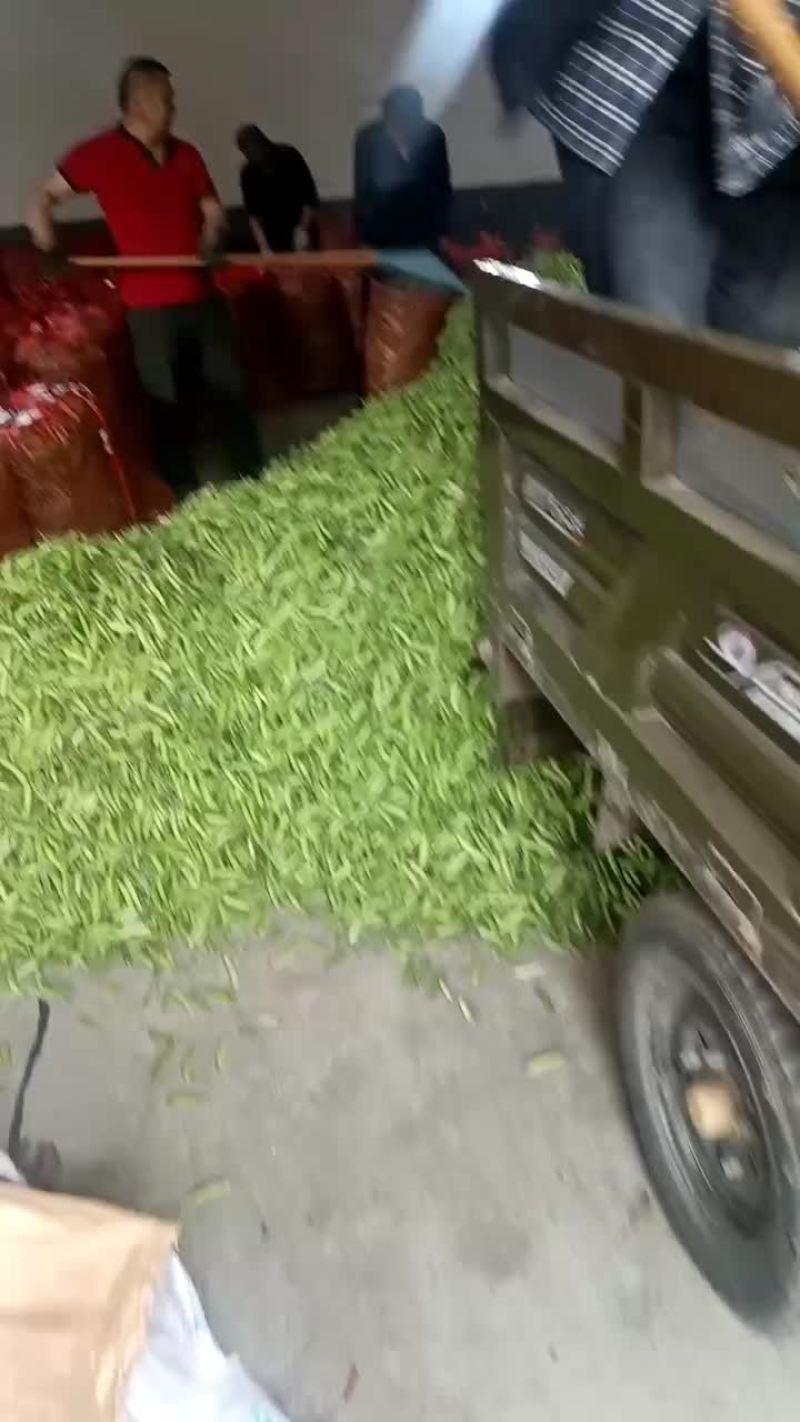 老碗豆