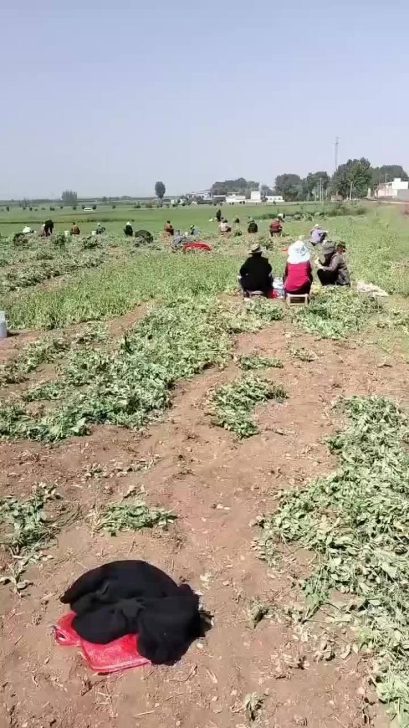 老碗豆