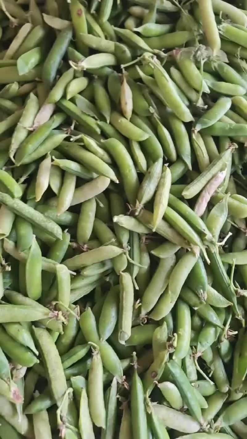 老碗豆
